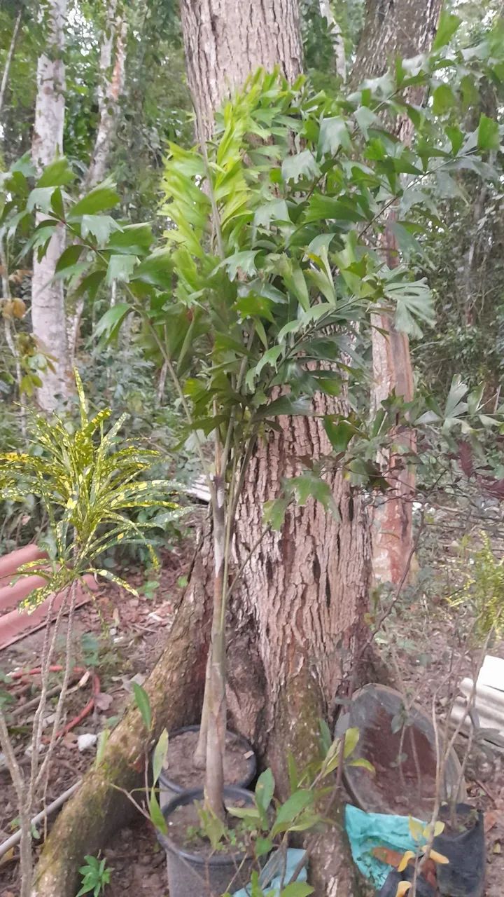 Palmeira Rabo de Raposa