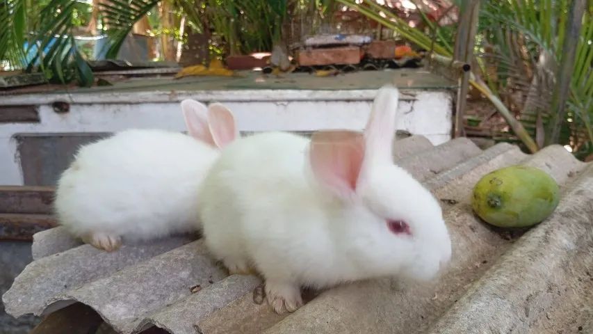 Filhotes de Coelho da Raça Nova Zelândia - Foto 2