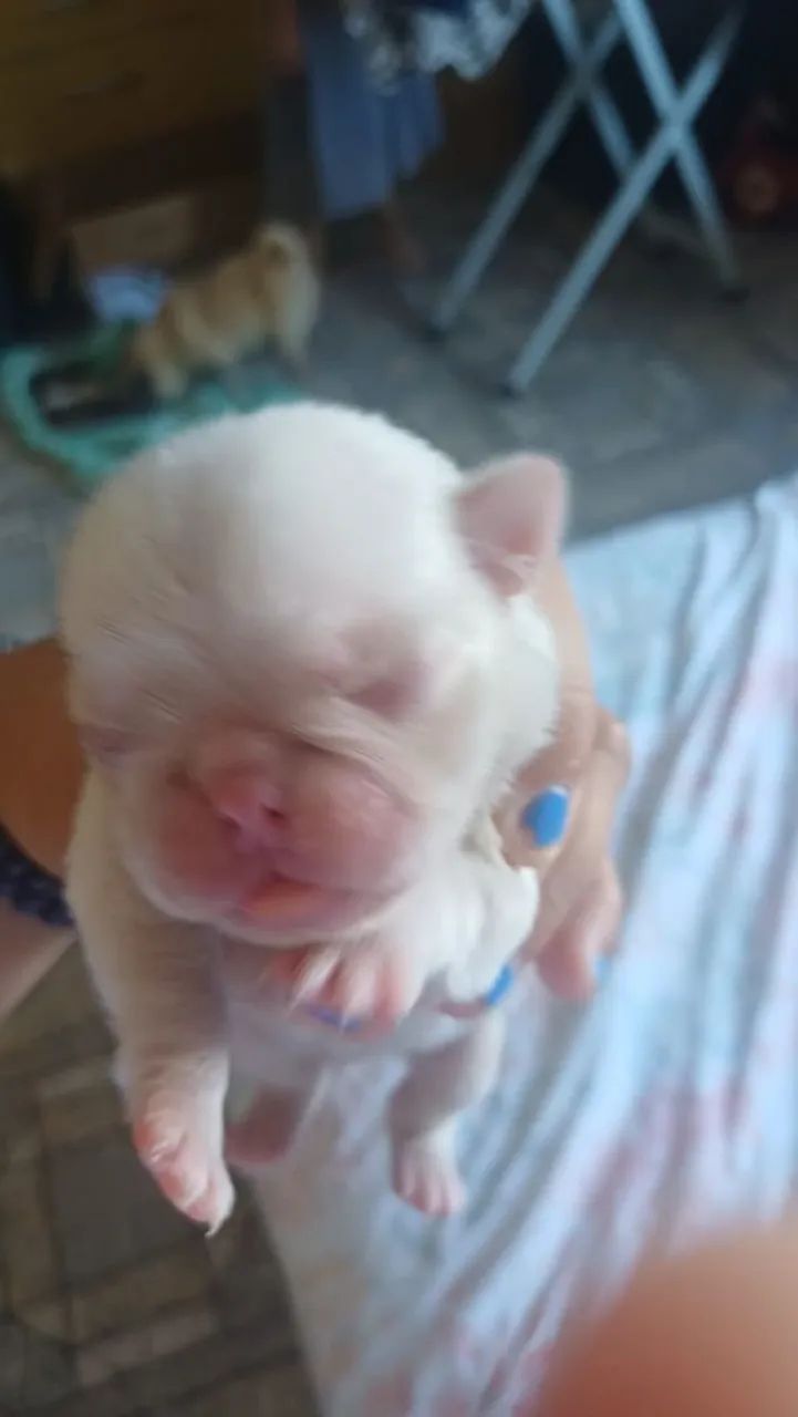 Filhote pug albino macho - Foto 2