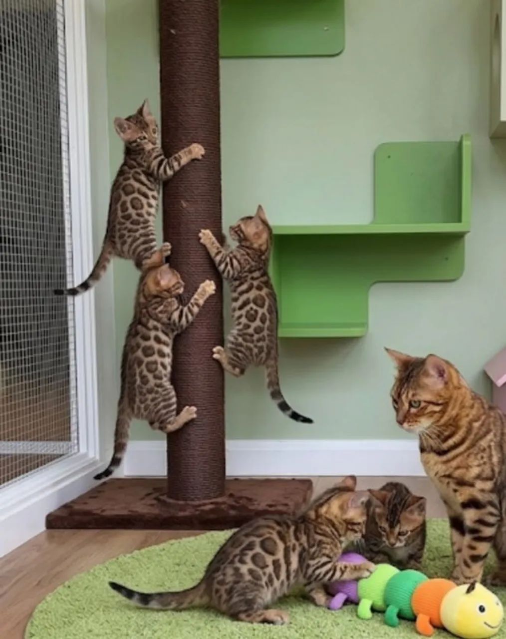 Bengal legítimo com documentação de pedigree  - Foto 2