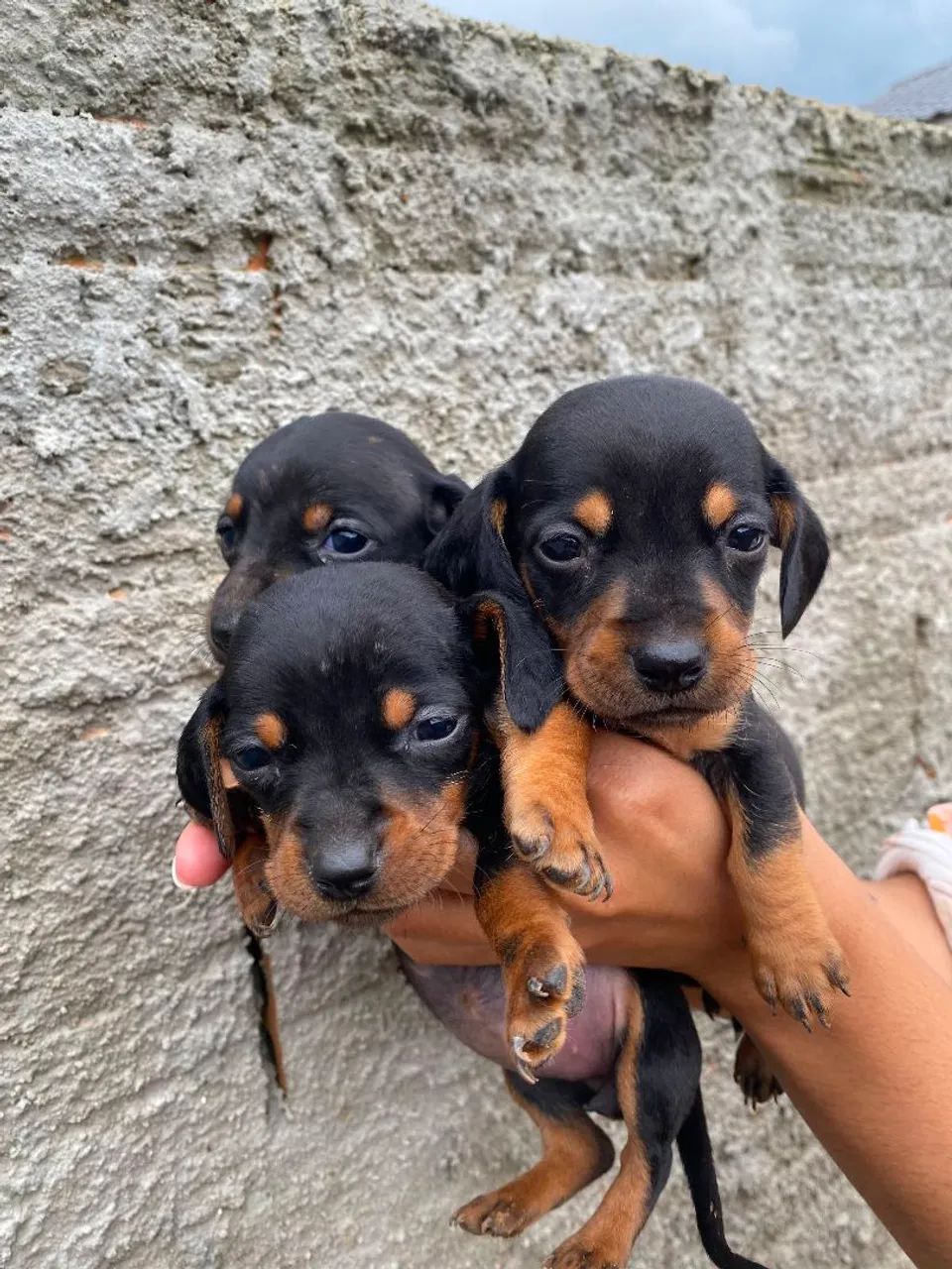 Basset - Foto 4