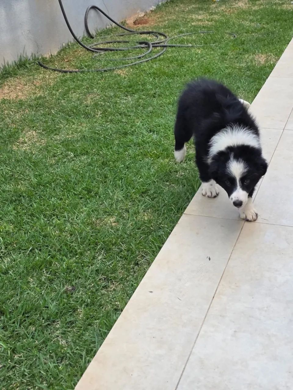Border Collie último Macho Preto com Branco - Foto 3