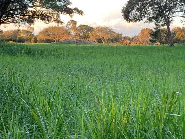 5.000 há (1.033 alq) rica em água com dupla aptidão verde o ano todo