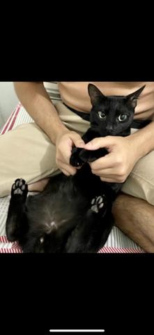Gato para adoção responsável - Foto 3