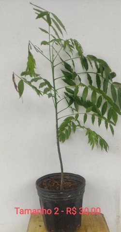Mini Cajá- Manga ou Mini Canarana: - pode ser plantadas em vasos . 