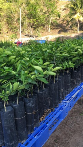 Muda de Limão Tahiti ou taiti exertada No Atacado