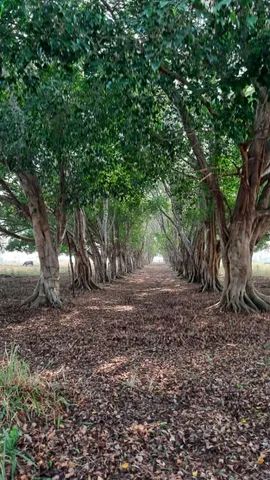 OPORTUNIDADE, chácara de alto padrão próximo da cidade  - Foto 5