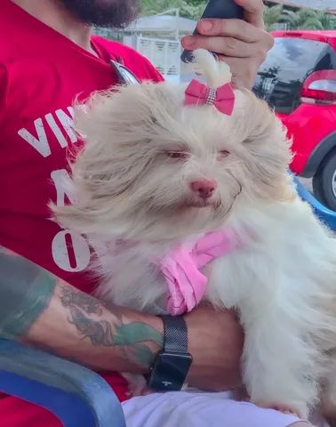 Lhasa Apso Albinos  - Foto 5