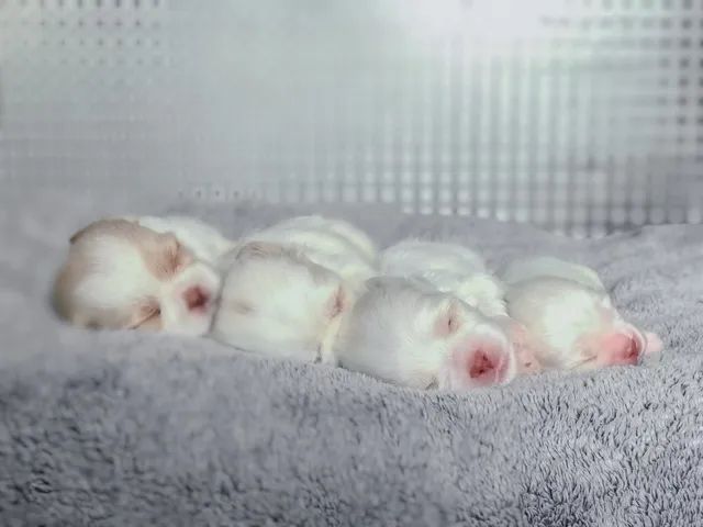 Lhasa Apso Albinos 