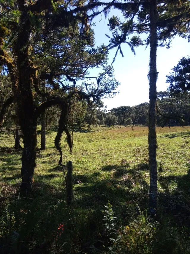 56 hectares apenas 2,3 km da Rota do Sol só 500 mil - Foto 4