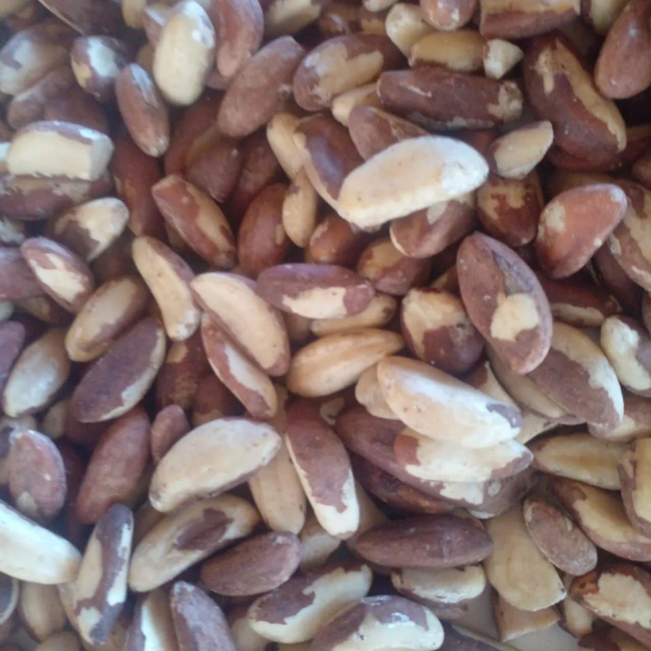 CASTANHA DO PARÁ COM CASCA E SEM CASCA. 