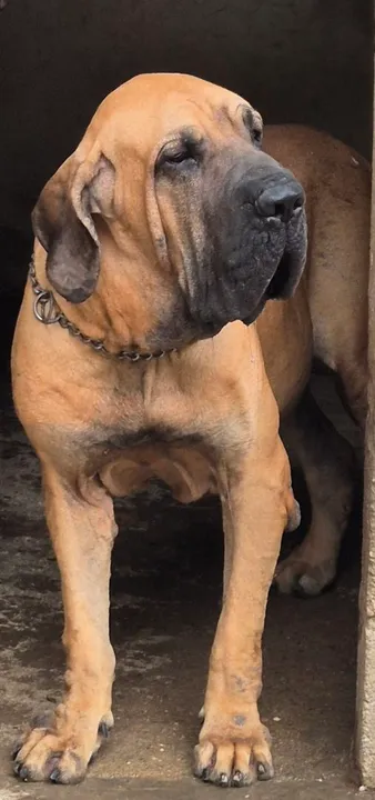 Filhote Fila Brasileiro(Parcelados no Cartão sem Juros)