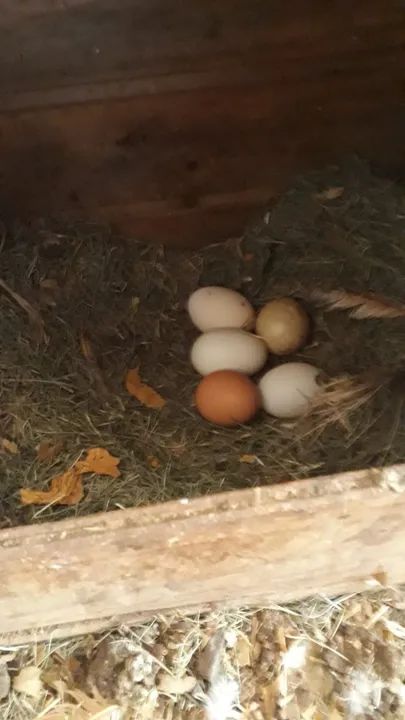 Ovos de galinha caipira - Foto 3