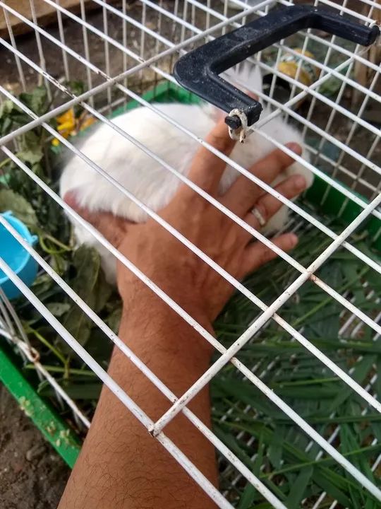 Coelhinho femea com sete meses - Foto 2