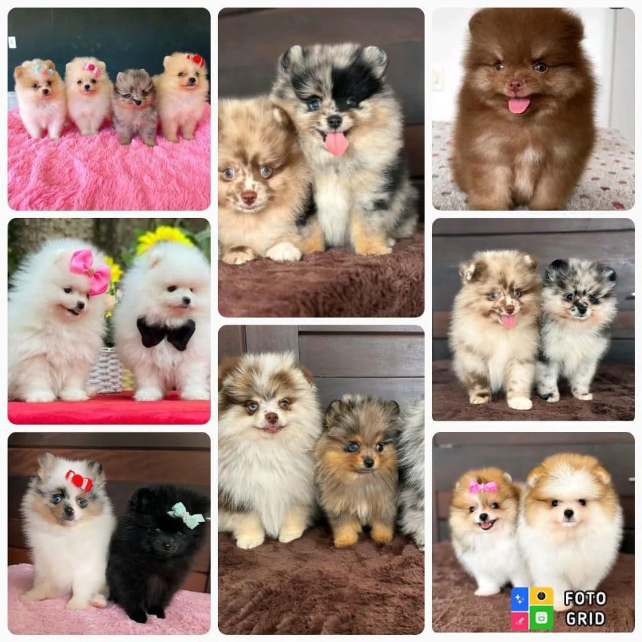 Vendo Filhotes Lulu da Pomerânia/Spitz Alemão  - Foto 2