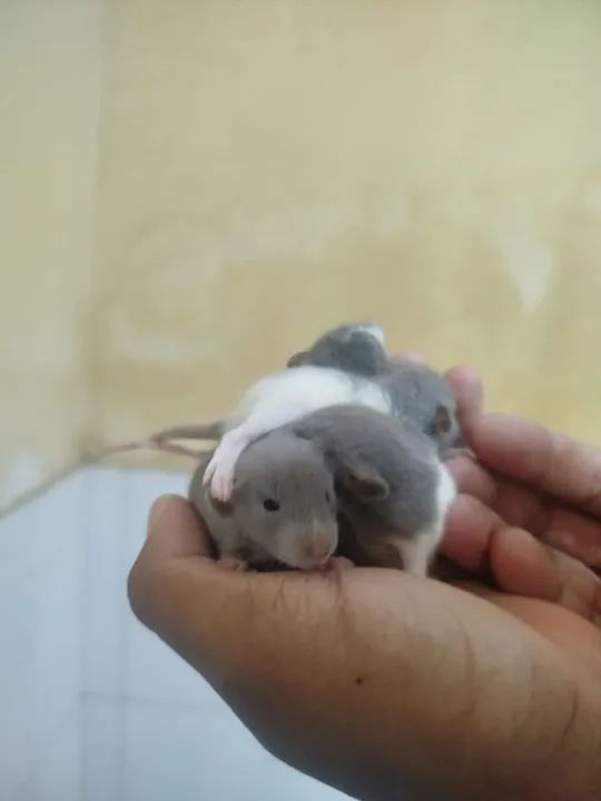 Filhotes de ratos  twisters pra pet - Foto 2