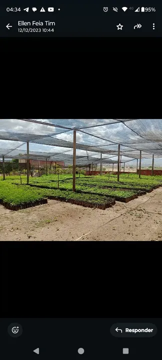 Mudas de árvores nativas da caatinga