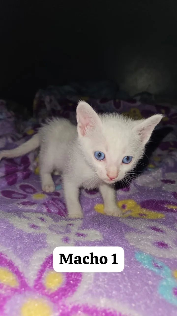 Doação de gatinhos