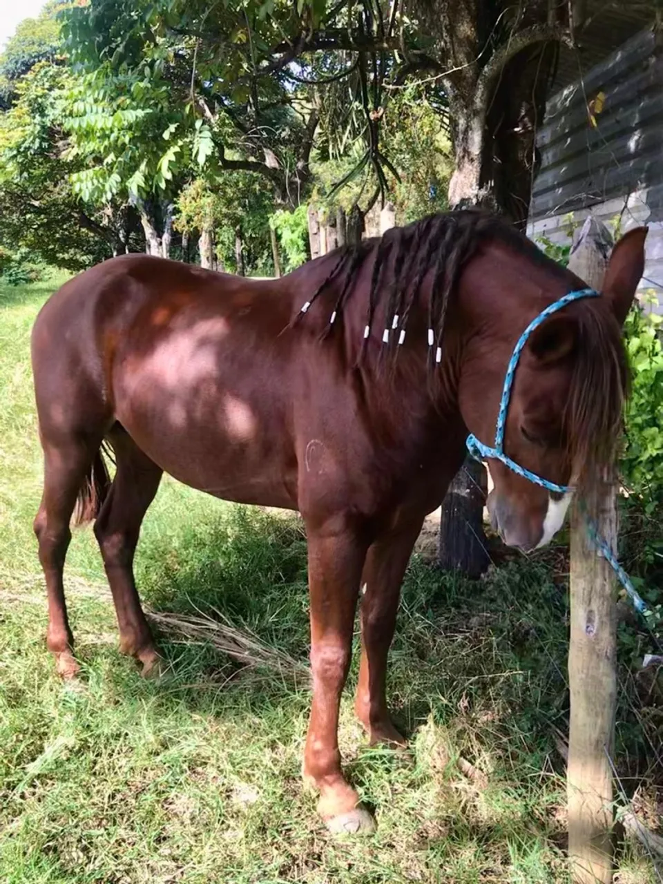 Cavalo Mangalarga Marchador