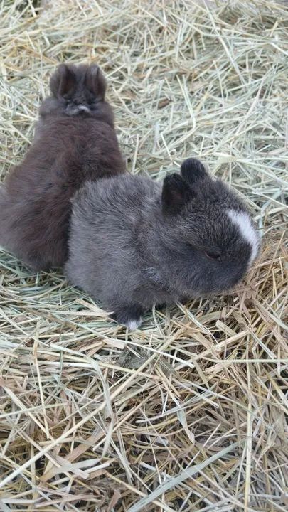 Mini Coelho netherland  - Foto 4