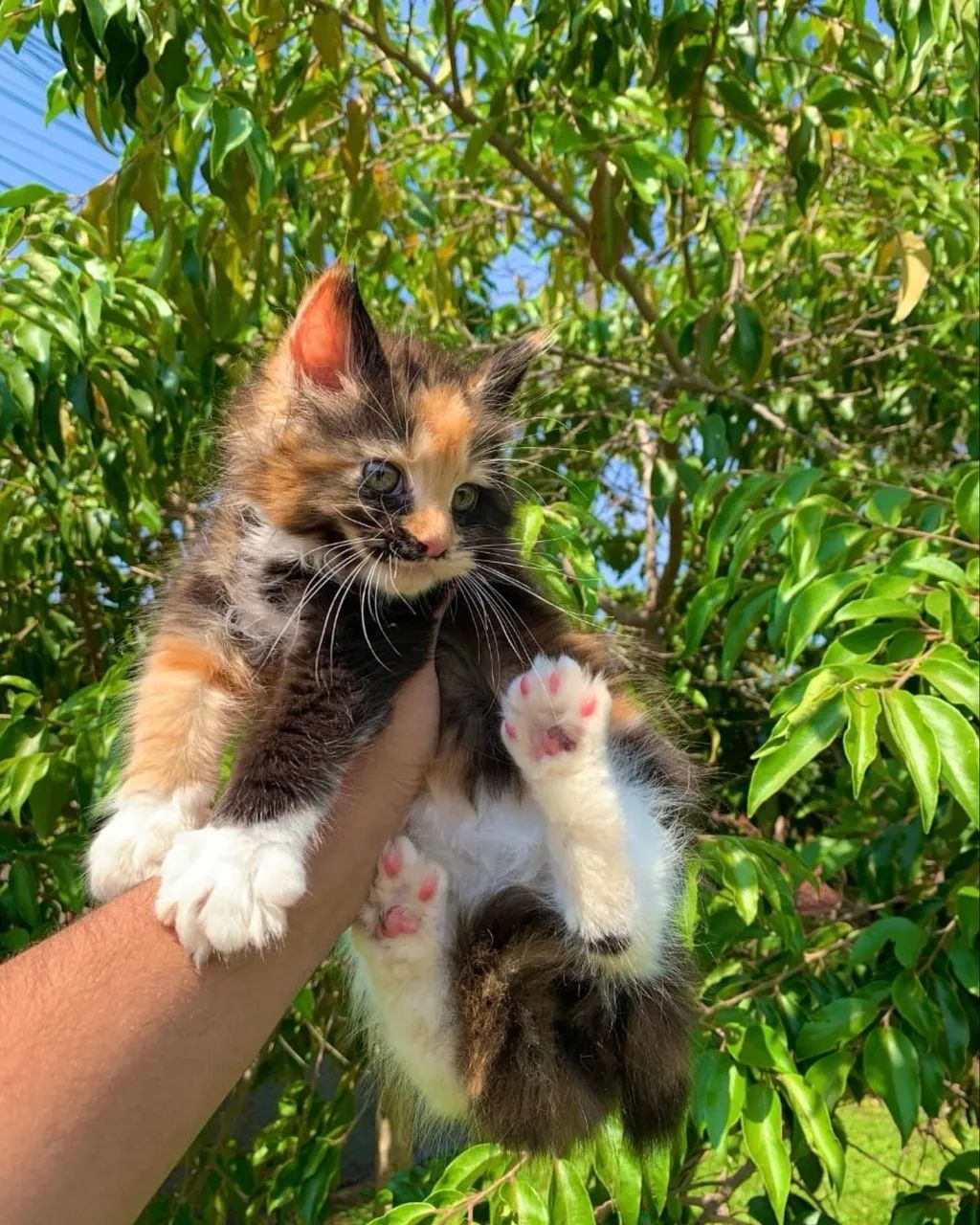 MAINE COON FEMEA - Foto 2