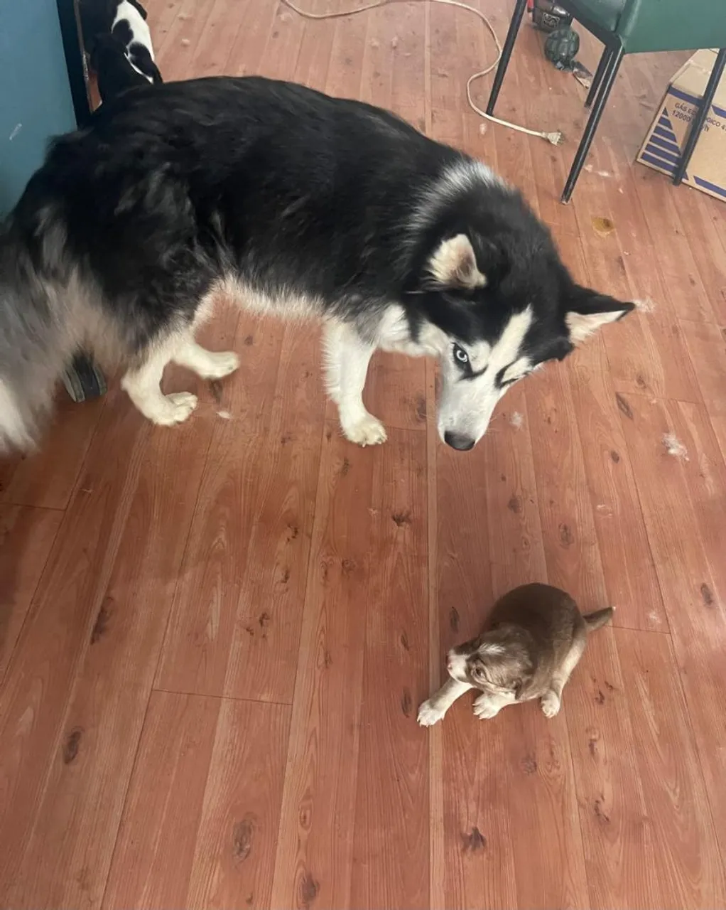 Husky Siberiano fêmea