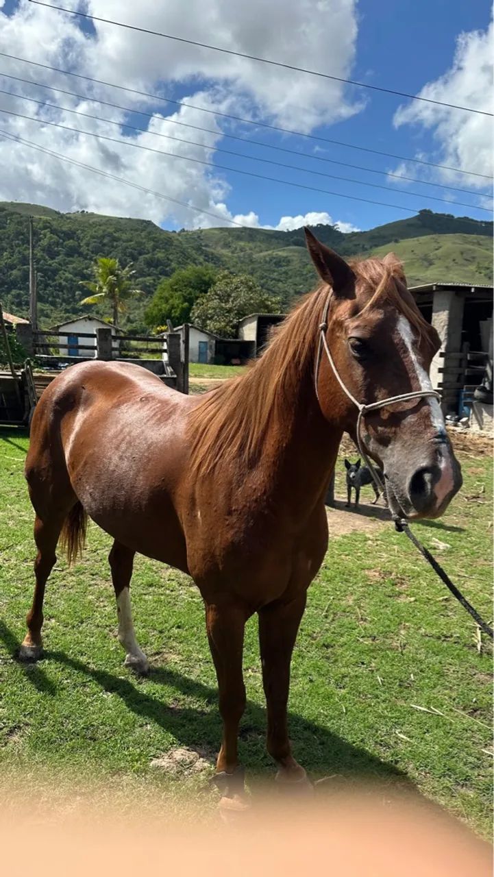  Cavalo de Direita para Vaquejada à Venda  - Foto 2