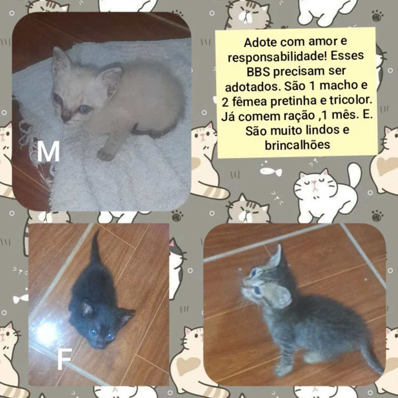 Gatinhos para Adoção: 1 Macho e 2 Fêmeas