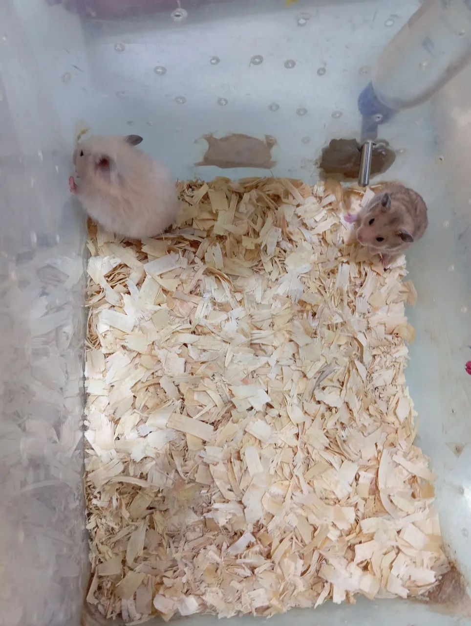 Hamster + Gaiola - Foto 3