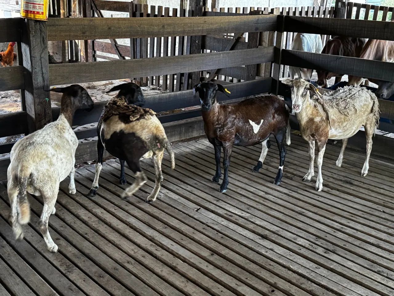 Lote de borregas primeira cria carneiros Carneiro  - Foto 5