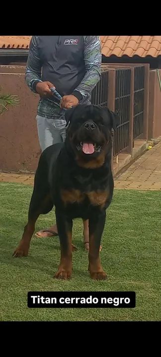 Rottweiler de alta qualidade  - Foto 3