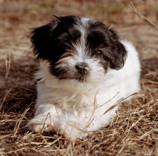Lhasa Apso Miniatura com pedigree e microchip internacional