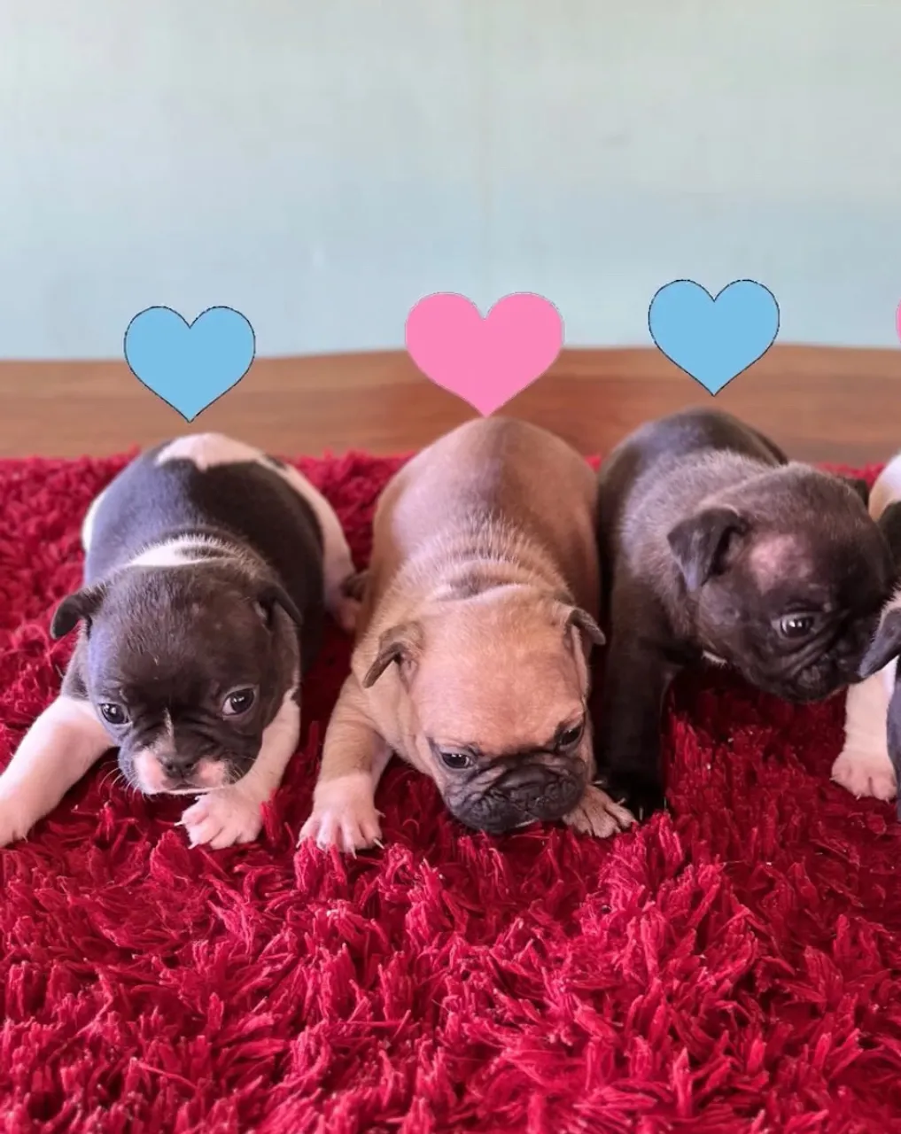 Filhotes de Bulldog Francês à venda - Rondonópolis