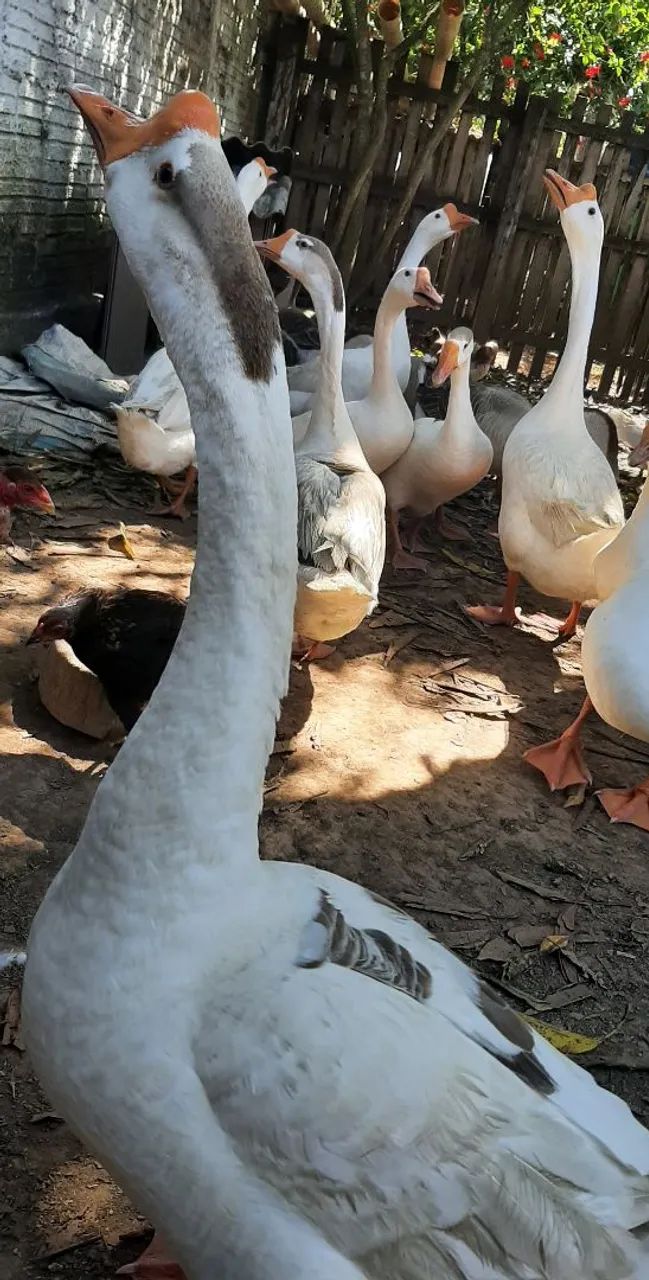 Gansos - Foto 2