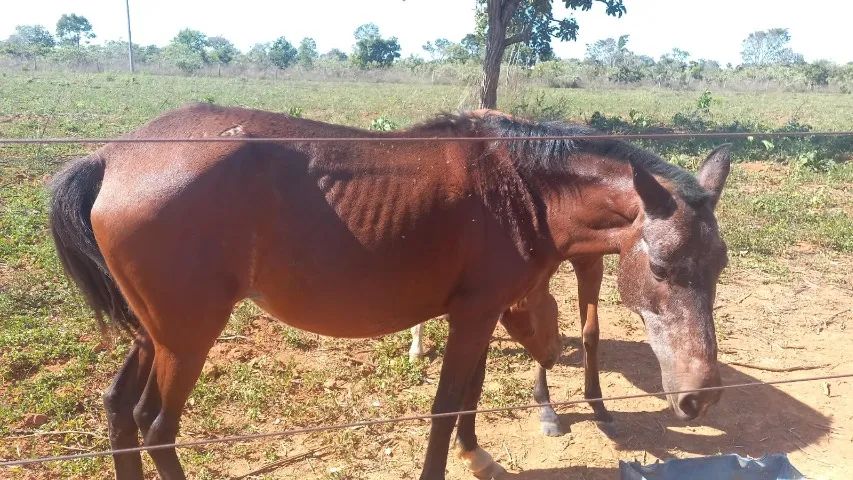 Vendo égua  - Foto 4
