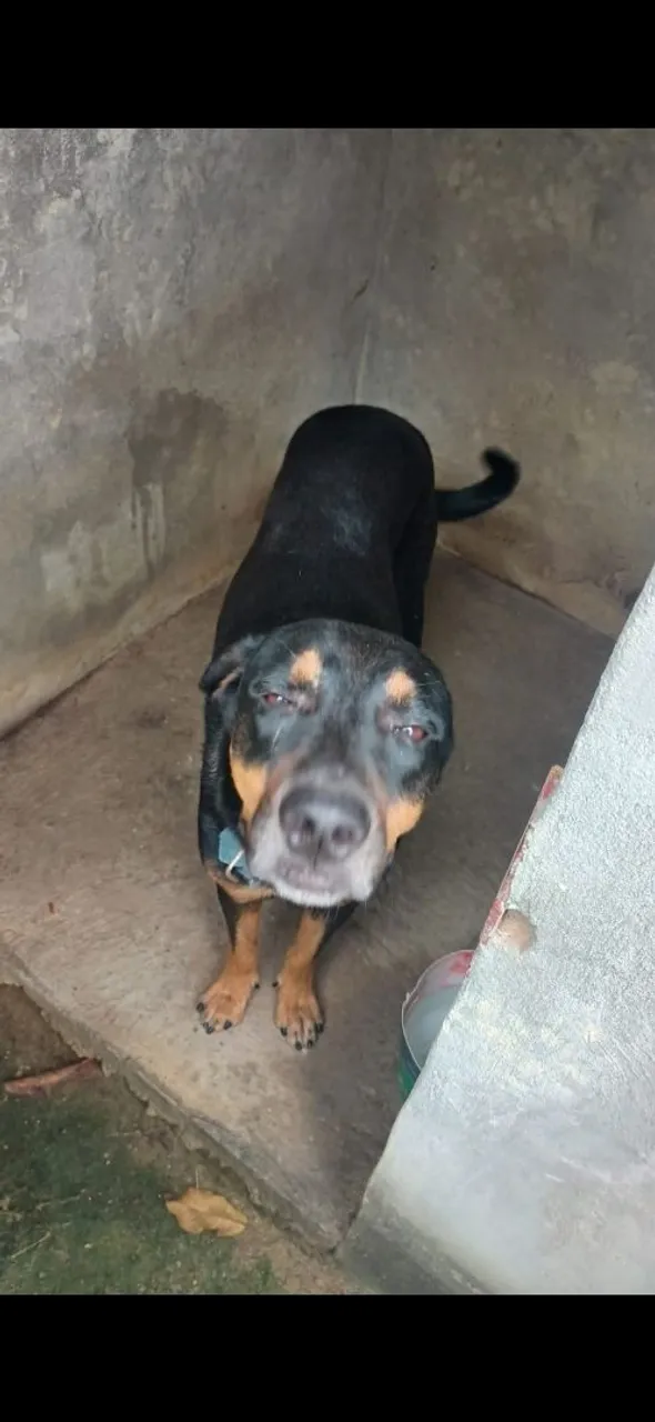Cachorro para adoção
