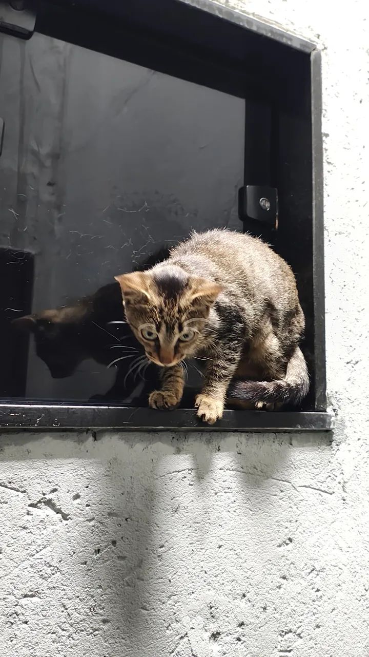 Gato curioso com reflexo - Foto 5