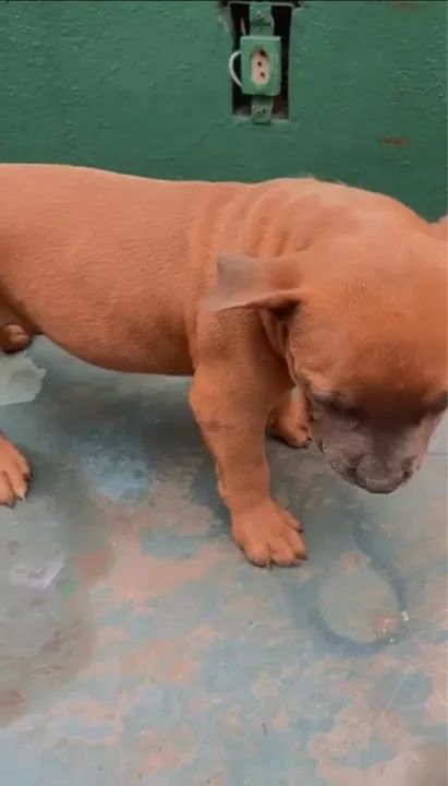 Dois filhotes de cães - um macho e um fêmea - Foto 3