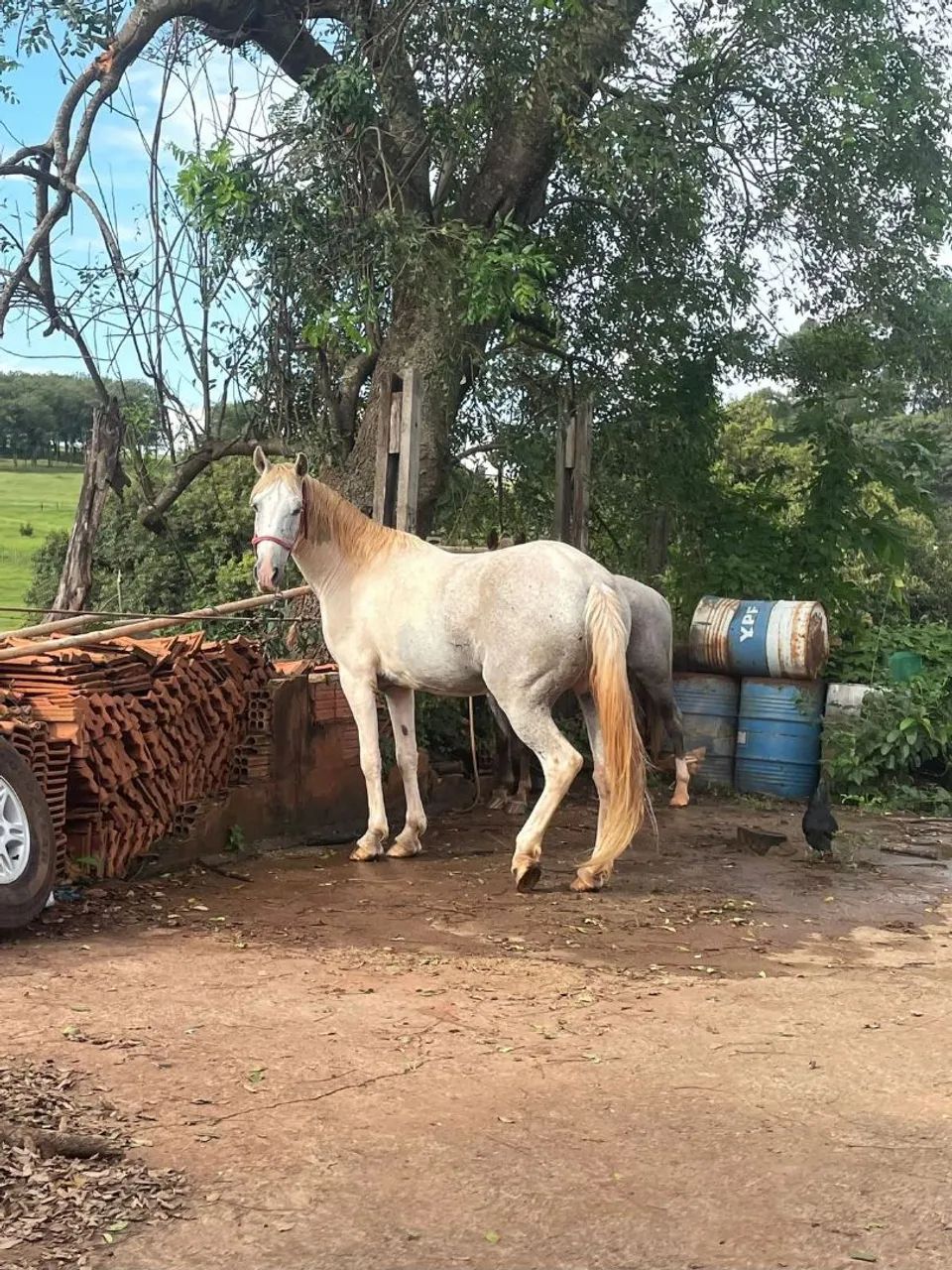 Mangalarga marchador égua 