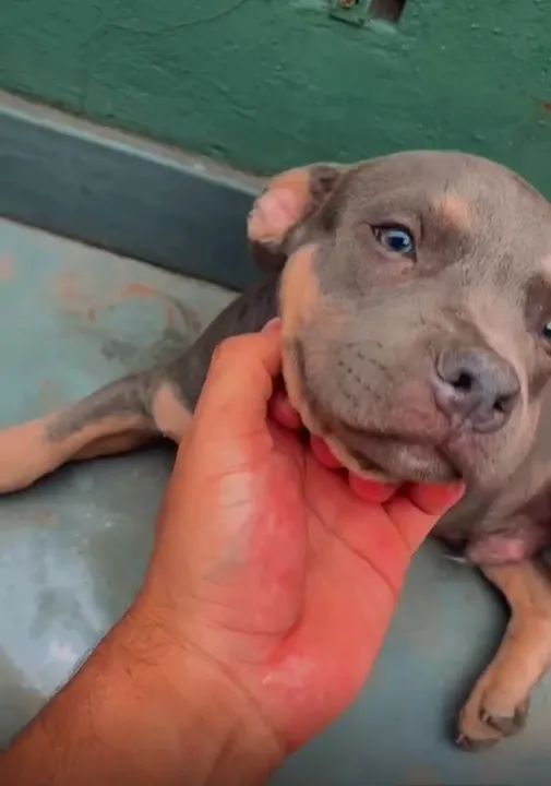 Dois filhotes de cães - um macho e um fêmea - Foto 2