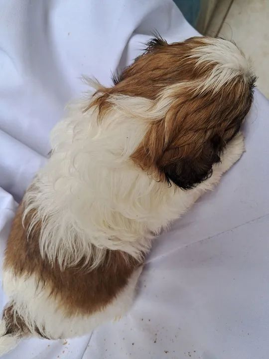 Filhote Shih Tzu - Foto 3
