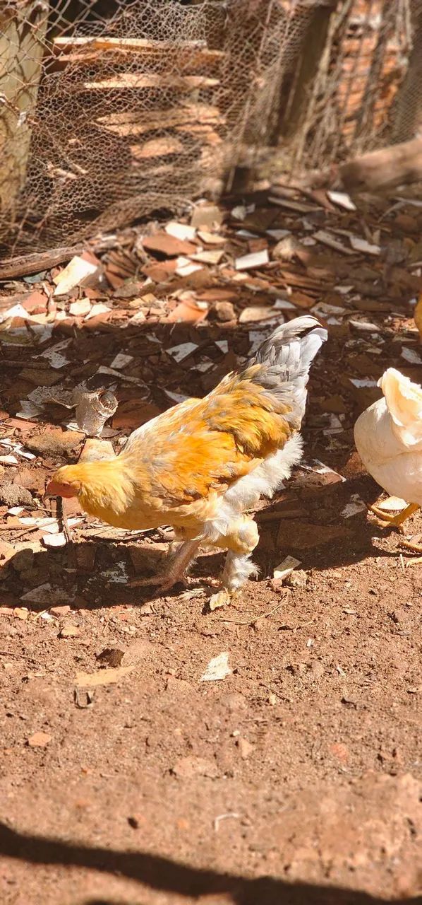 Frango Brahma Macho Puro!!!