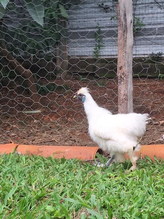 Galo da raça sedosa do Japão. - Foto 5
