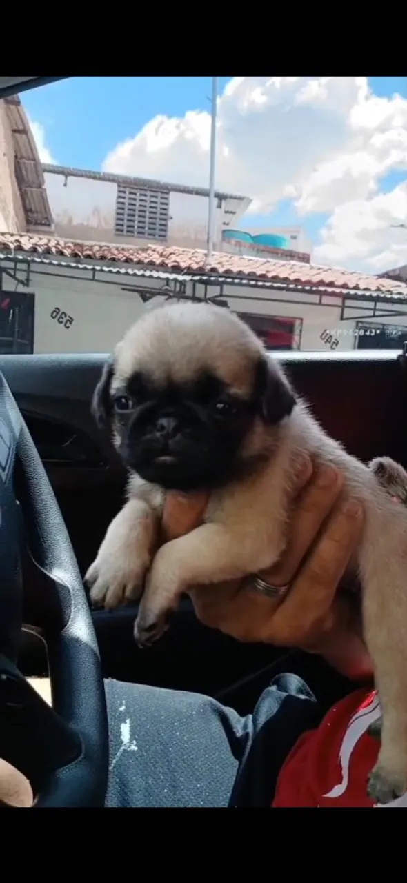 Filhote de Pug adorável fêmea com pedigree