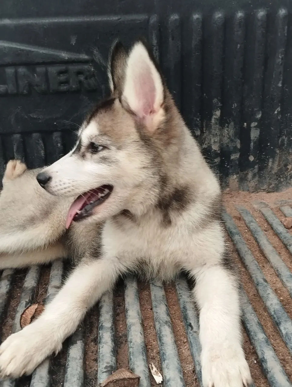 Filhote Husky Siberiano