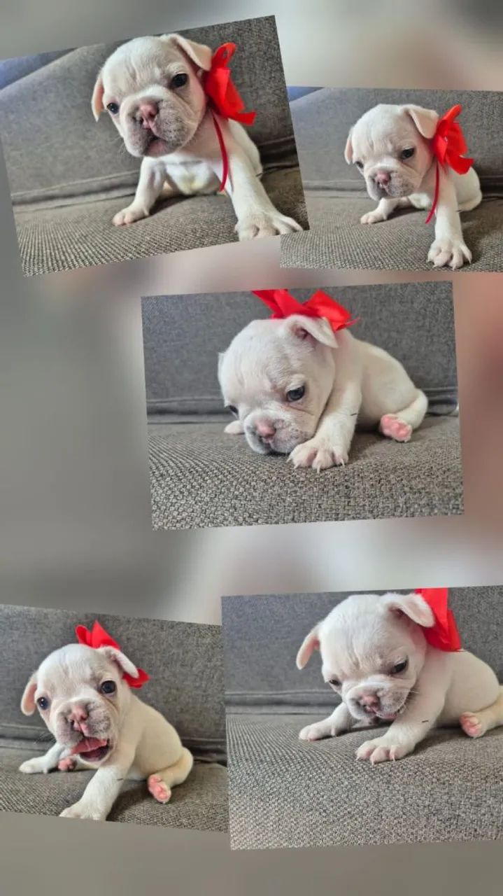 Vendo filhote de Buldogue Francês  - Foto 6