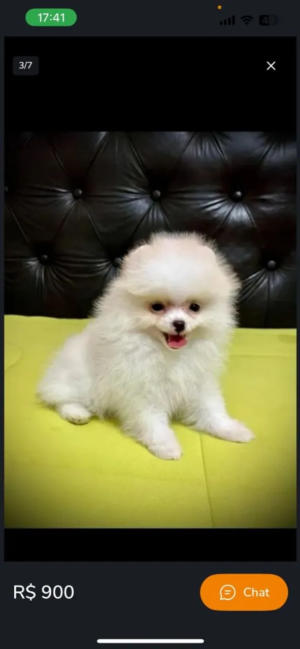 Filhote de Spitz Alemão Anão - Fofura!
