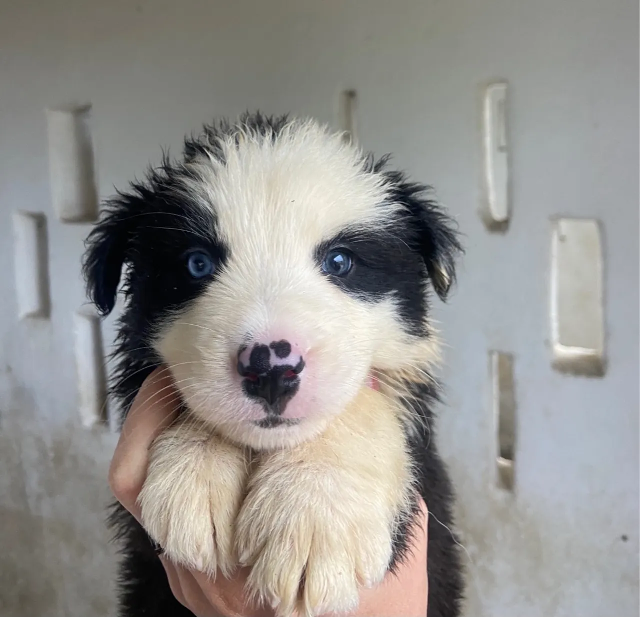 Filhotes de Border collie Macho - Disponível!