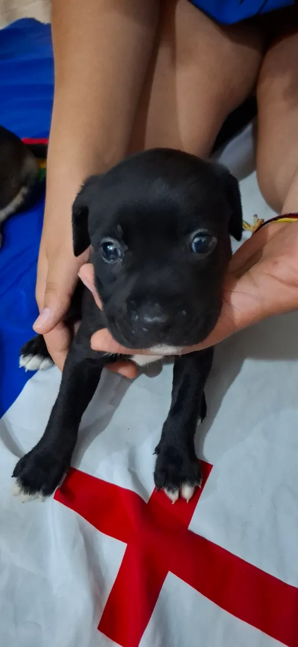 Filhote de Pitbull para adoção