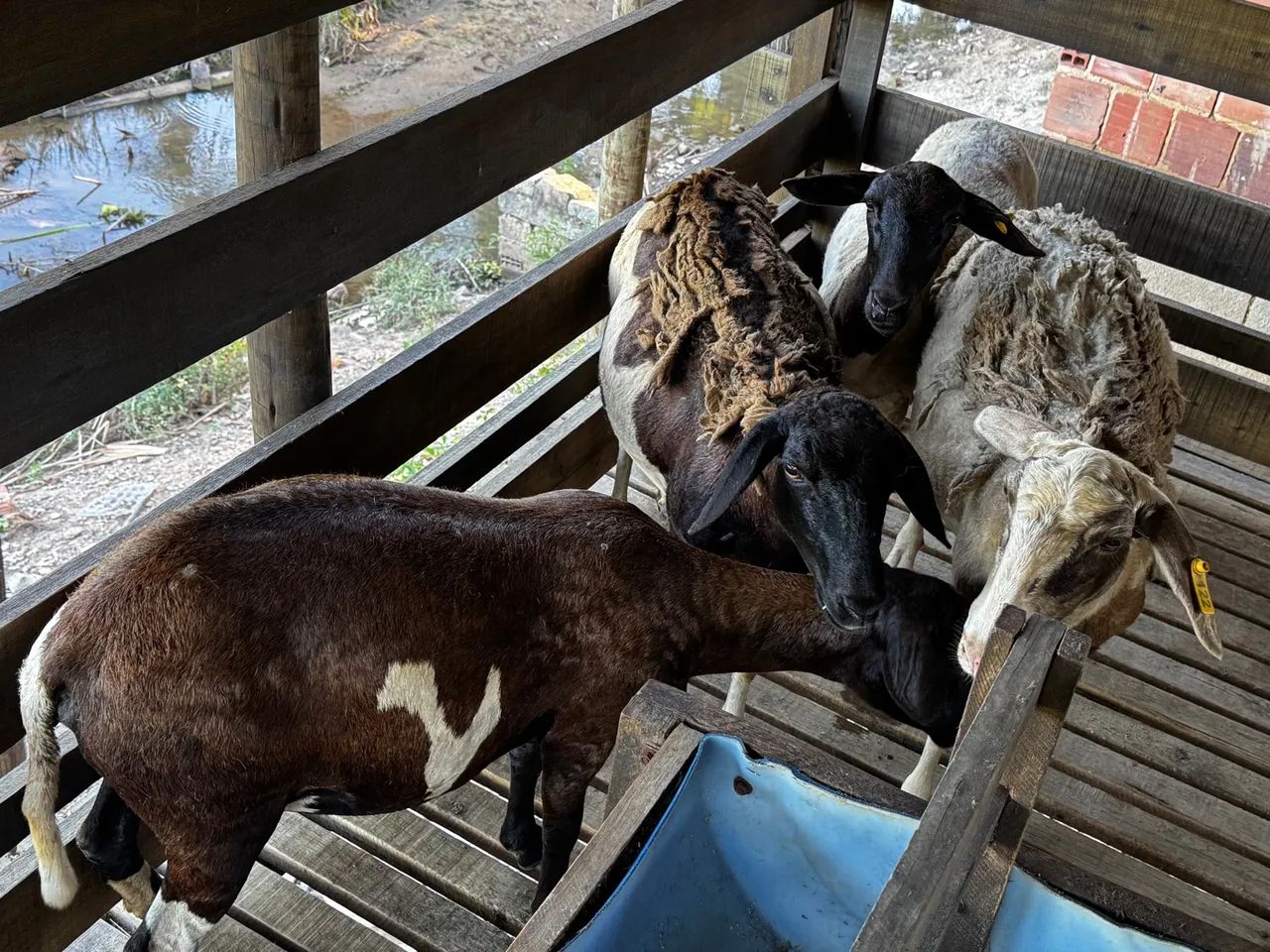 Lote de borregas primeira cria carneiros Carneiro  - Foto 3